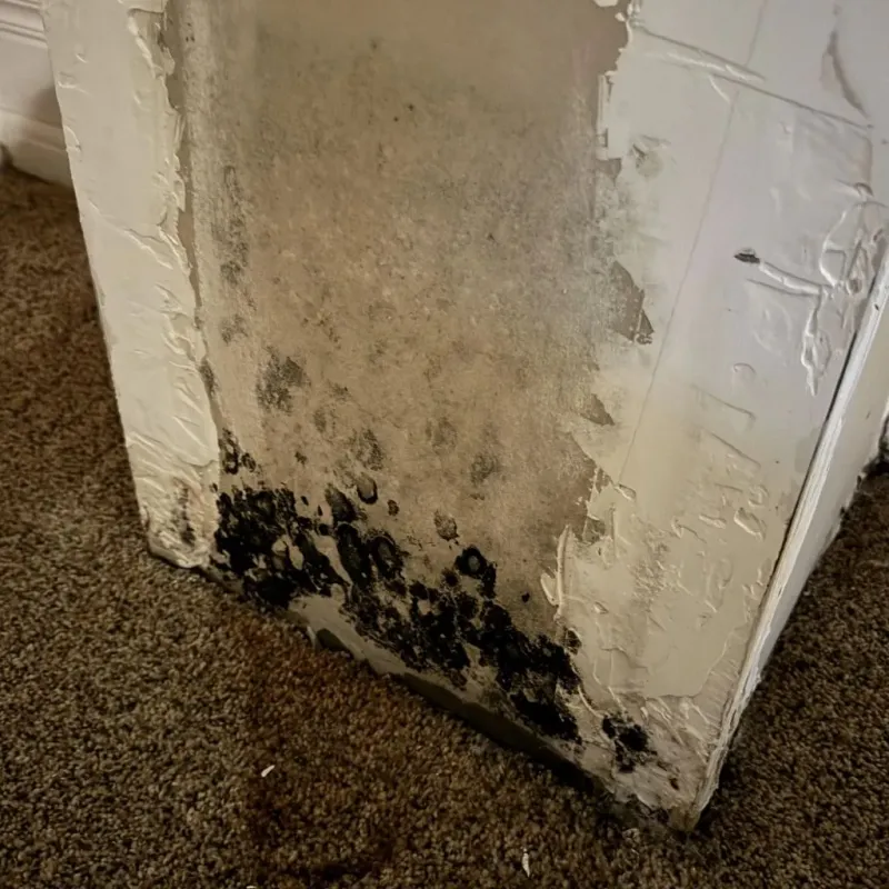 Professional Mold Removal in Louisville, OH